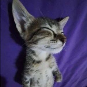 Meet your Posher, Rylee